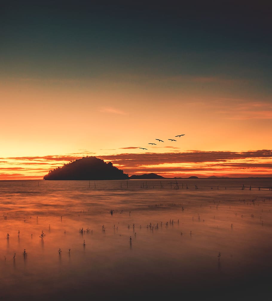 Silhouette Photography Of Flock Of Flying Birds, backlit, dawn HD wallpaper