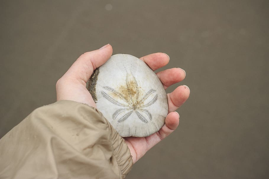 sand dollar, ocean, beach, coast, sea, creature, shell, hand HD wallpaper
