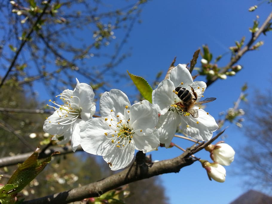plant, flower, flowering plant, freshness, fragility, tree HD wallpaper