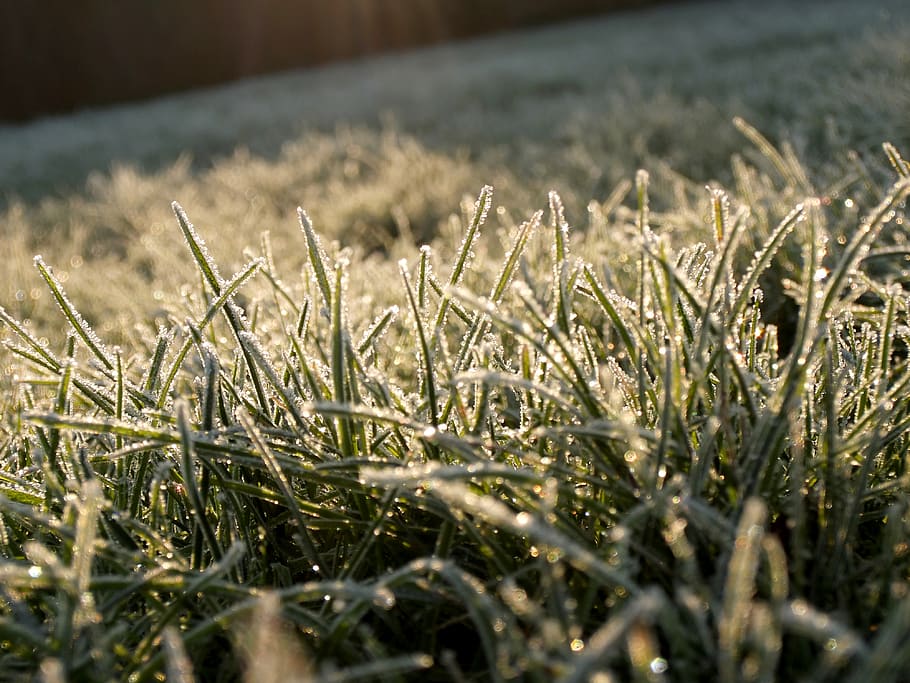 plant, selective focus, growth, field, land, grass, nature HD wallpaper