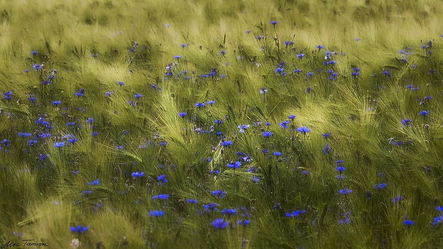 meadow, flower, field, grass, nature, barley, cornflowers, summer HD wallpaper