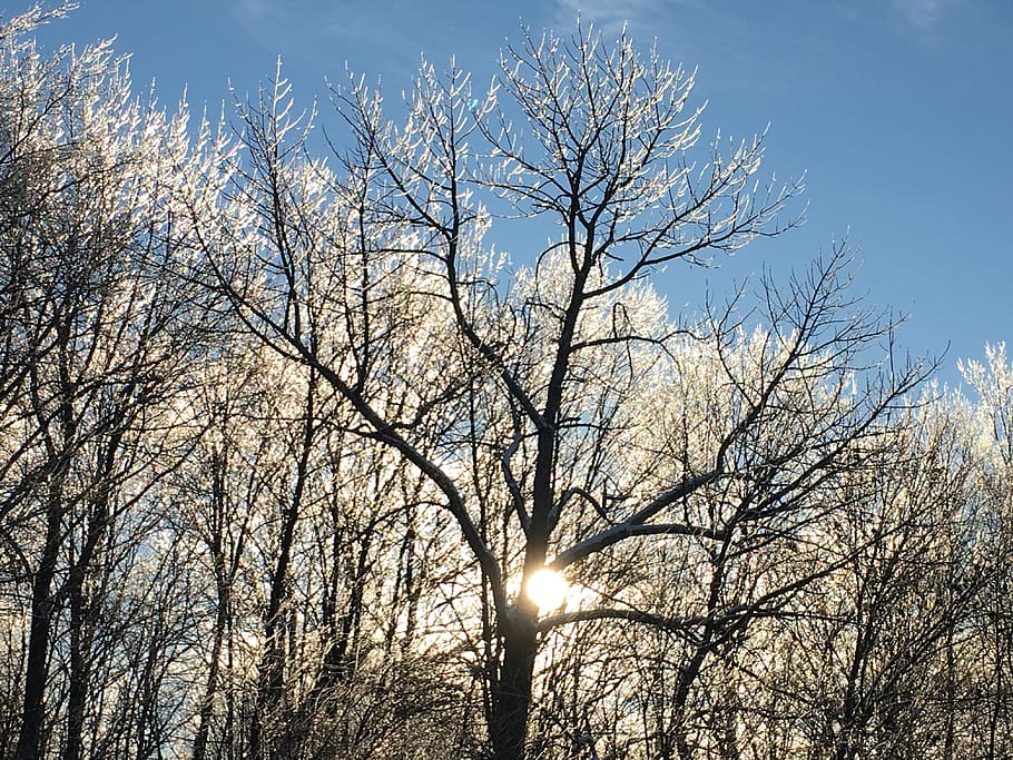 canada, lachute, tree, sky, plant, bare tree, low angle view HD wallpaper