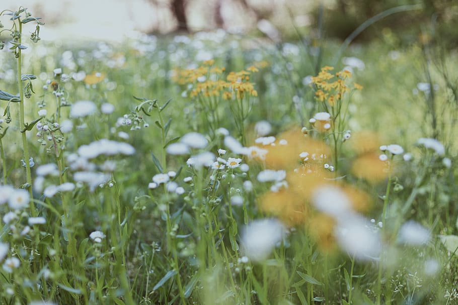 green grass field, plant, flora, black mountain, united states HD wallpaper