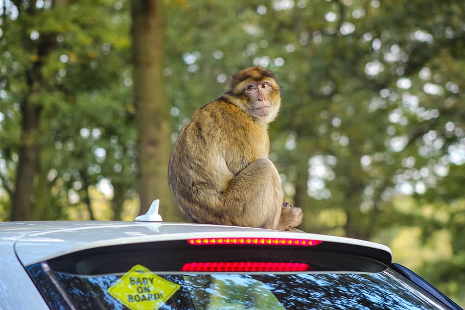 barbary macaque, barbary monkey, monkey on car, sitting monkey HD wallpaper