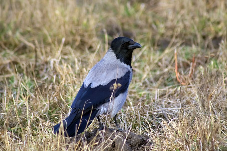 bird, nature, animals, birds, sitting, animal themes, animal wildlife HD wallpaper
