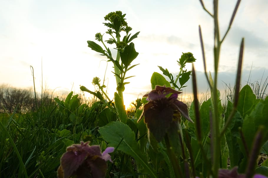 sunset, nature, mustard, macro, grass, plant, growth, sky, beauty in nature HD wallpaper