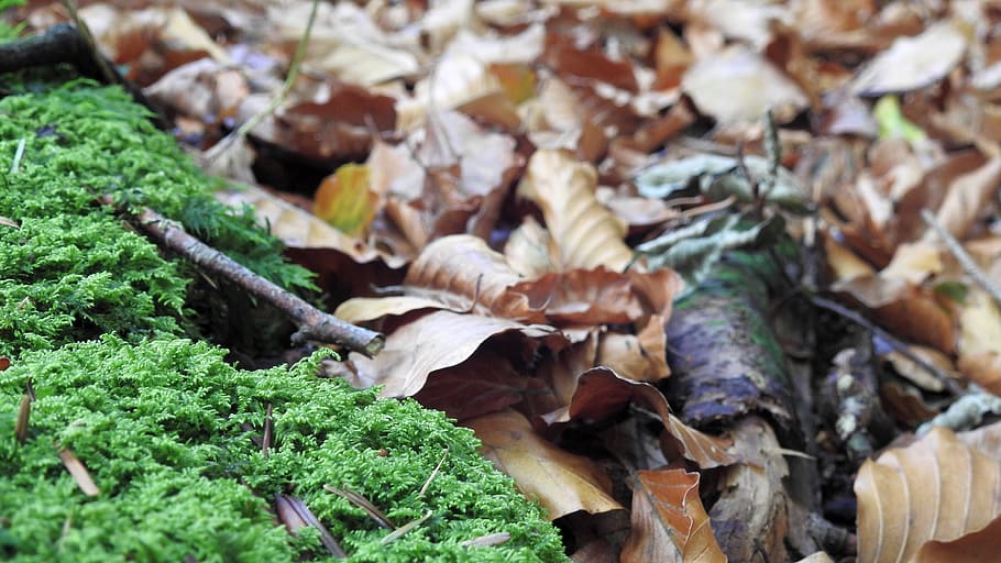 leaves, forest, moss, nature, landscape, green, fall foliage HD wallpaper