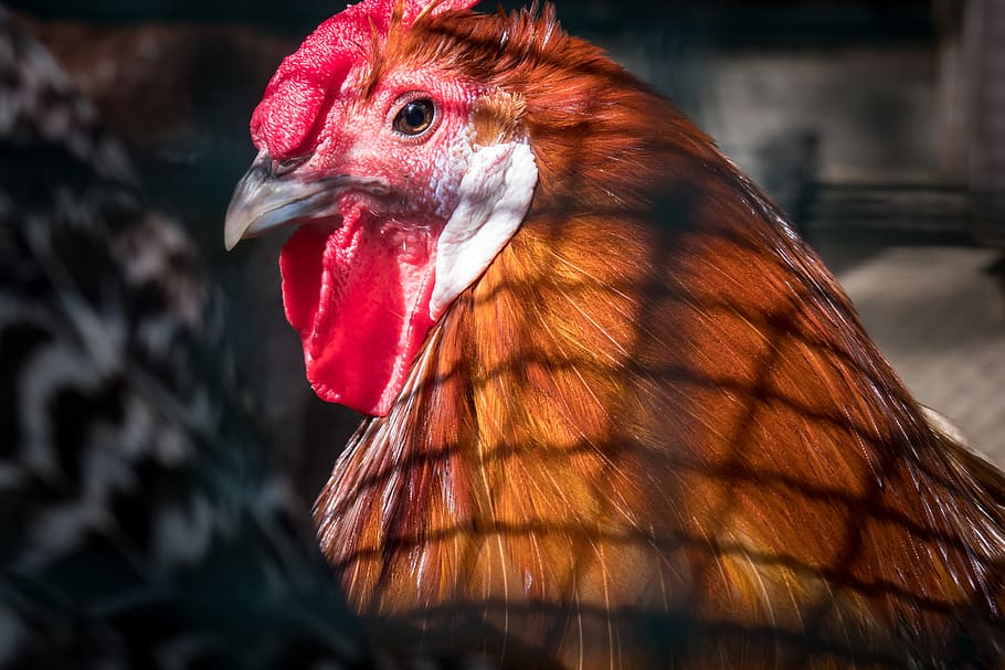 chicken, caught, imprisoned, captivity, sad, dom, bird cage, HD wallpaper
