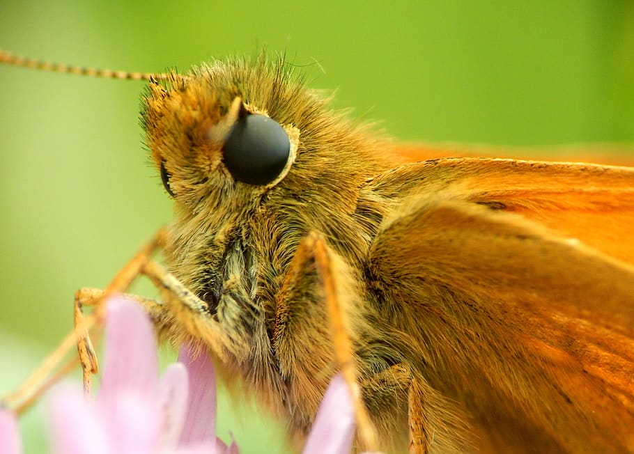butterfly, skipper, insect, nature, summer, bloom, flower, brown HD wallpaper