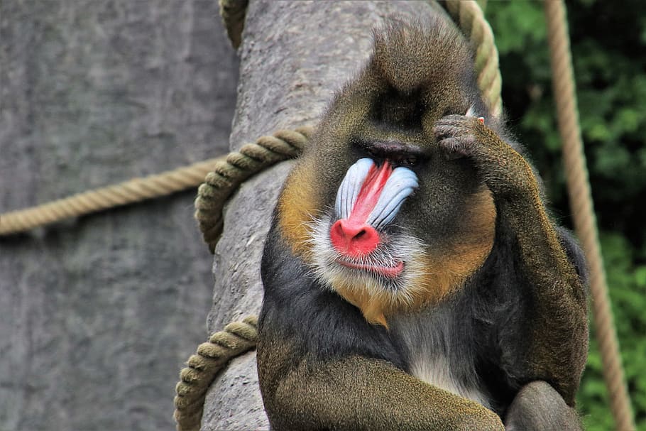 baboon, monkey, think positive, animals, red nose, figure, portrait, HD wallpaper