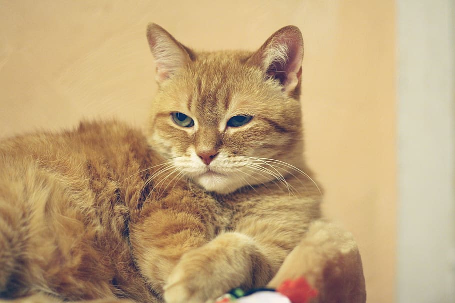 cat, red cat, red-headed cat, kitten, cute, fur, dream, eyes HD wallpaper