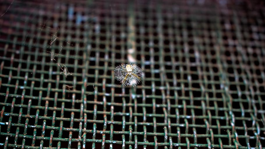 spider, mesh, web, macro, no people, plant, flower, close-up HD wallpaper