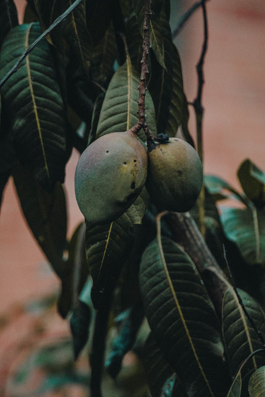 green mango fruit, teddy bear, toy, produce, plant, food, flora HD wallpaper