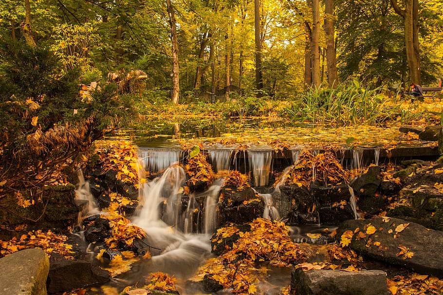 forest, trees, plants, nature, landscape, stream, water, leaf HD wallpaper
