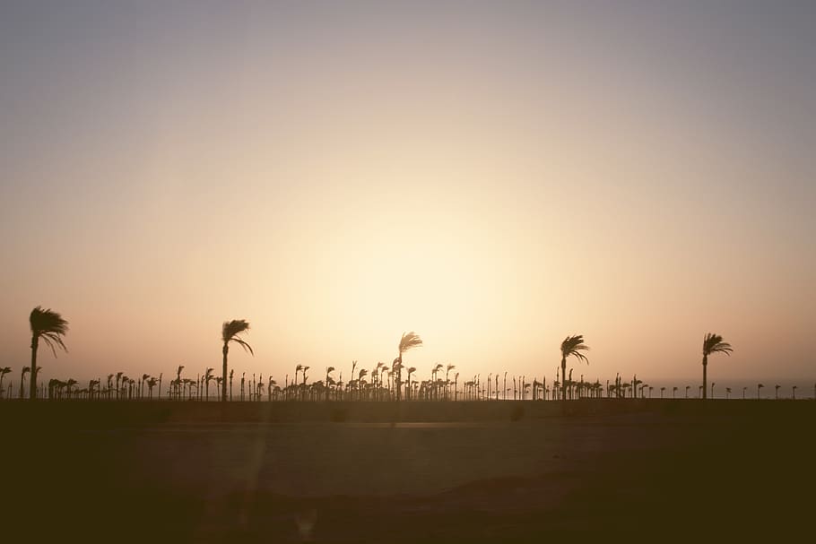 sky, sun, palm trees, beach, water, ocean, boardwalk, sunset HD wallpaper