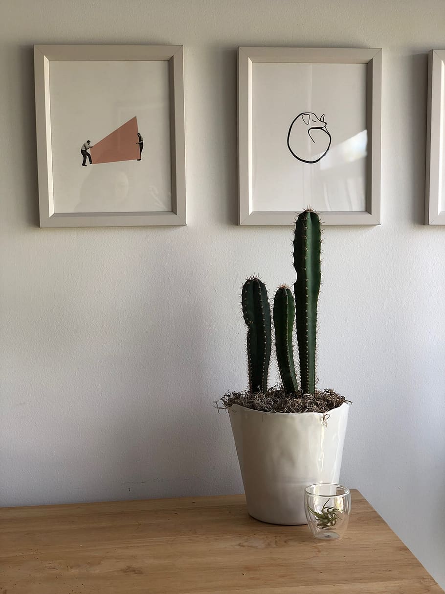 canada, toronto, potted plant, indoors, decoration, home interior HD wallpaper