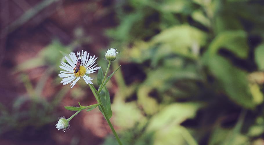 #flower, #bug, #macro, #nature, #plants, #leaf, flowering plant HD wallpaper