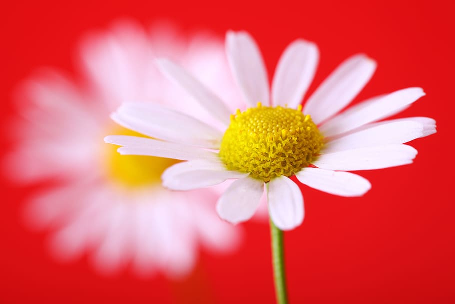 white, flower, red, beautiful, detail, flowers, nature, petal HD wallpaper