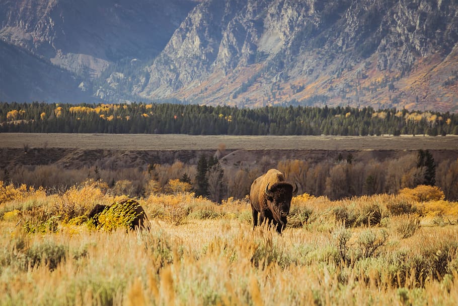black rhino standing on field during daytime, buffalo, landscape HD wallpaper