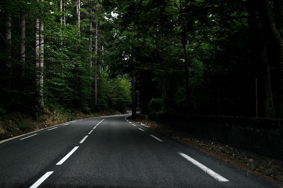 trees and road, transportation, plant, direction, sign, the way forward HD wallpaper