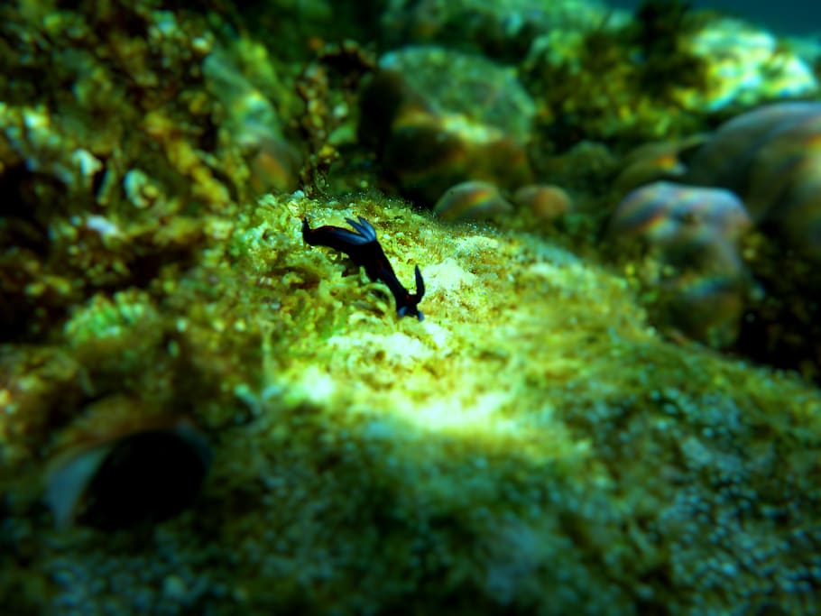 nudibranch in motion, animals in the wild, animal wildlife HD wallpaper