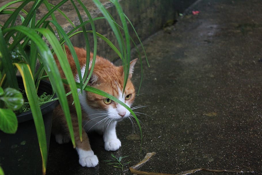 cat, pet, orange, white, cat orange white, squat, animal themes HD wallpaper