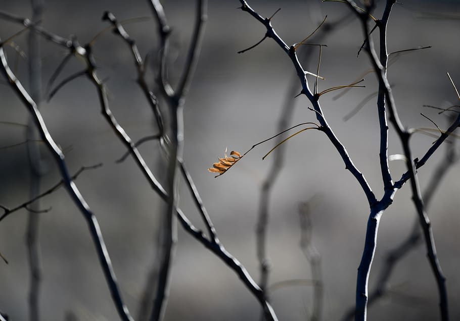 withered plant, animal, bird, nature, tree, outdoors, jay, leaf HD wallpaper