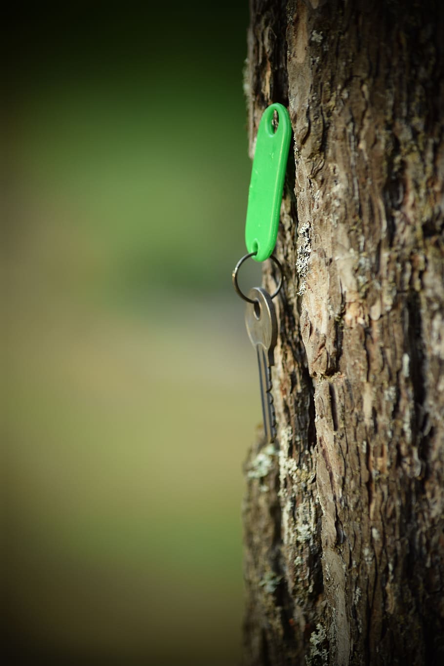 tree, key, nature, close-up, tree trunk, wood - material, selective focus HD wallpaper