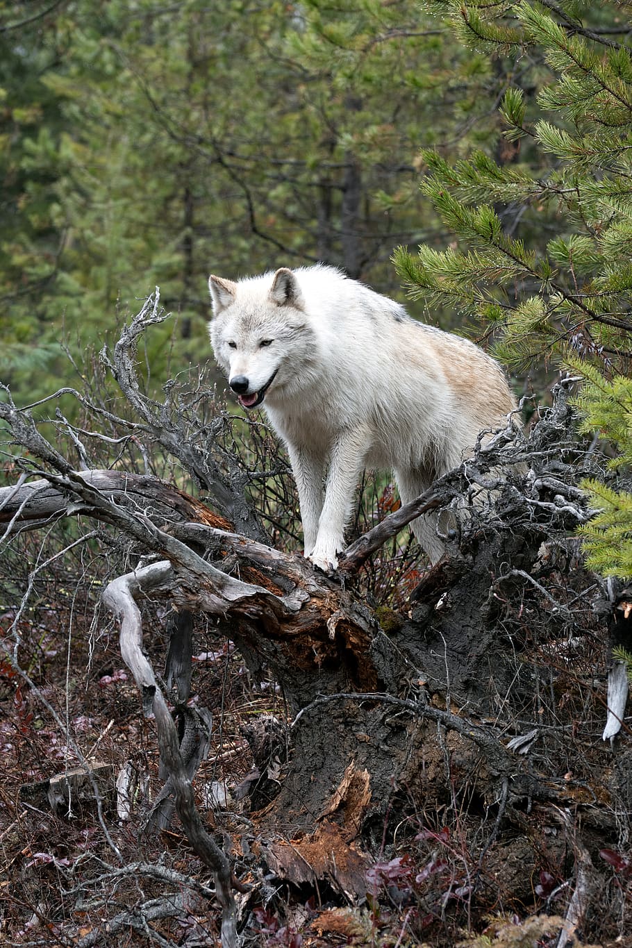 Дикая жизнь волков. Волк в дикой природе. Дикий волк. Жизнь волка в дикой природе. Настоящий волк.