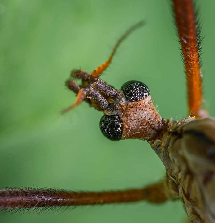 Macro Photography Of Insect, bug, close-up, crane fly, little HD wallpaper