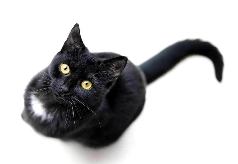 cat, black, isolated, single, animal, pet, feline, dark, mammal HD wallpaper