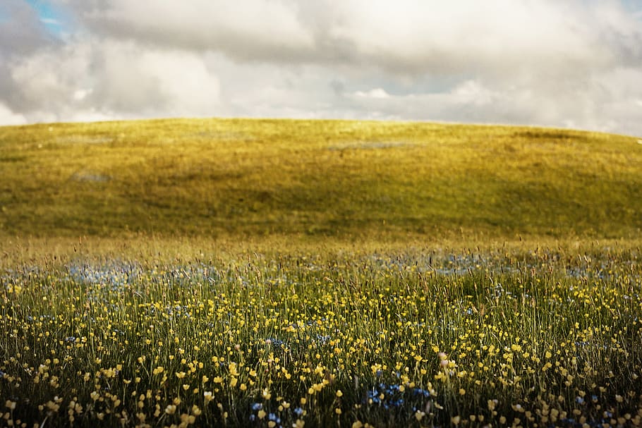 flower fields during daytime, plant, environment, landscape, cloud - sky HD wallpaper