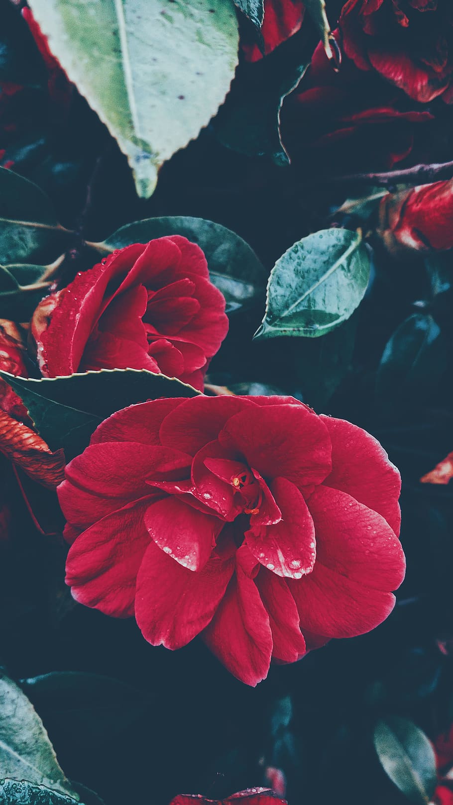 flower, flowering plant, beauty in nature, petal, vulnerability HD wallpaper