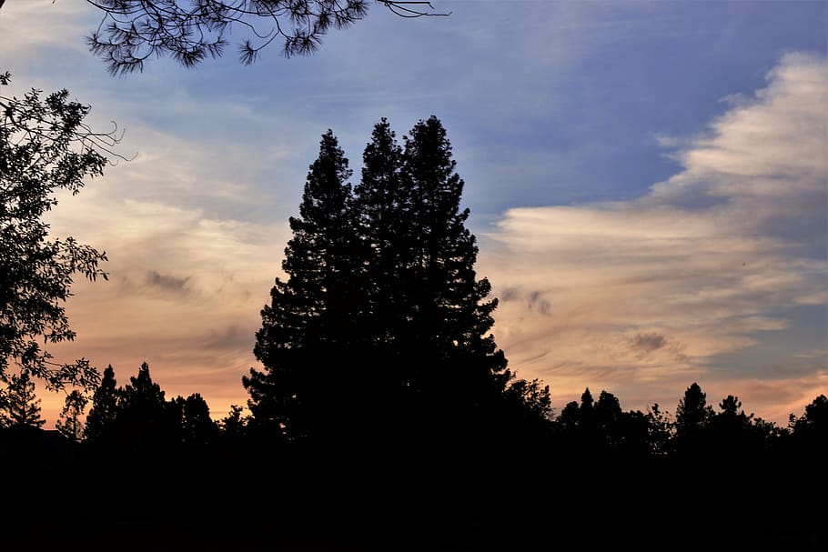 trees, blue, sky, field, dark, clouds, sunset, nature, shadows HD wallpaper