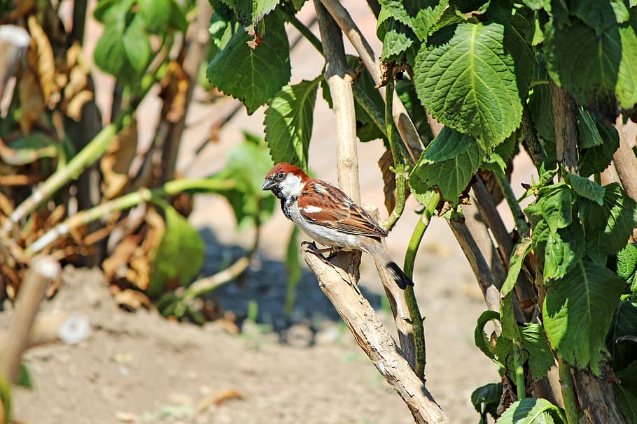 sperling, bird, sitting, animals in the wild, animal wildlife HD wallpaper
