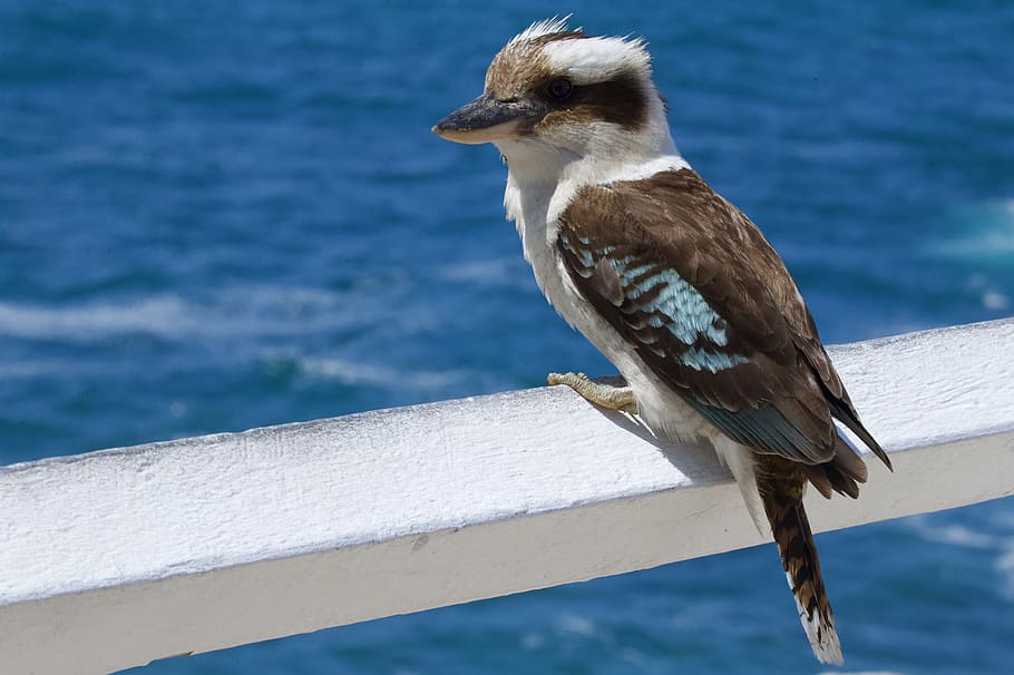 australia, sydney, bird, animals in the wild, animal wildlife HD wallpaper
