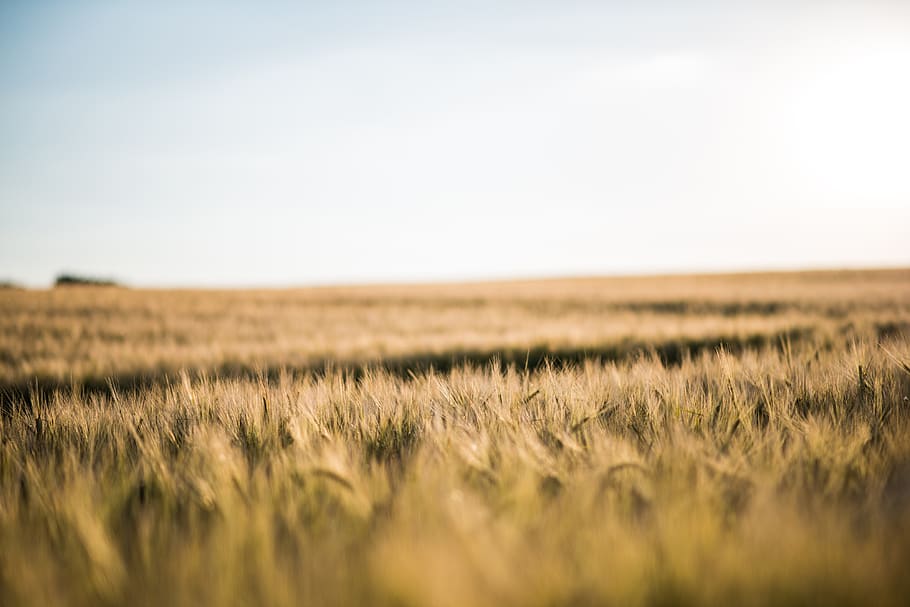 brown grass field, natural, calm, summer, tranquil, peaceful HD wallpaper