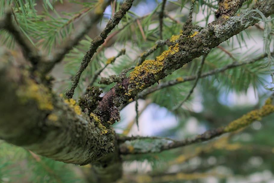 tree, bark, plant, branch, growth, no people, close-up, day HD wallpaper