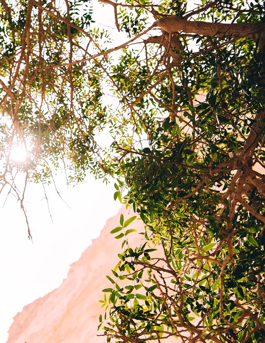 israel, plant, tree, growth, nature, branch, beauty in nature HD wallpaper