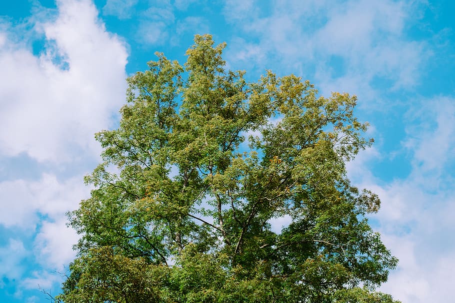 tree, forest, sky, summer, sun, leaves, clouds, plant, low angle view HD wallpaper