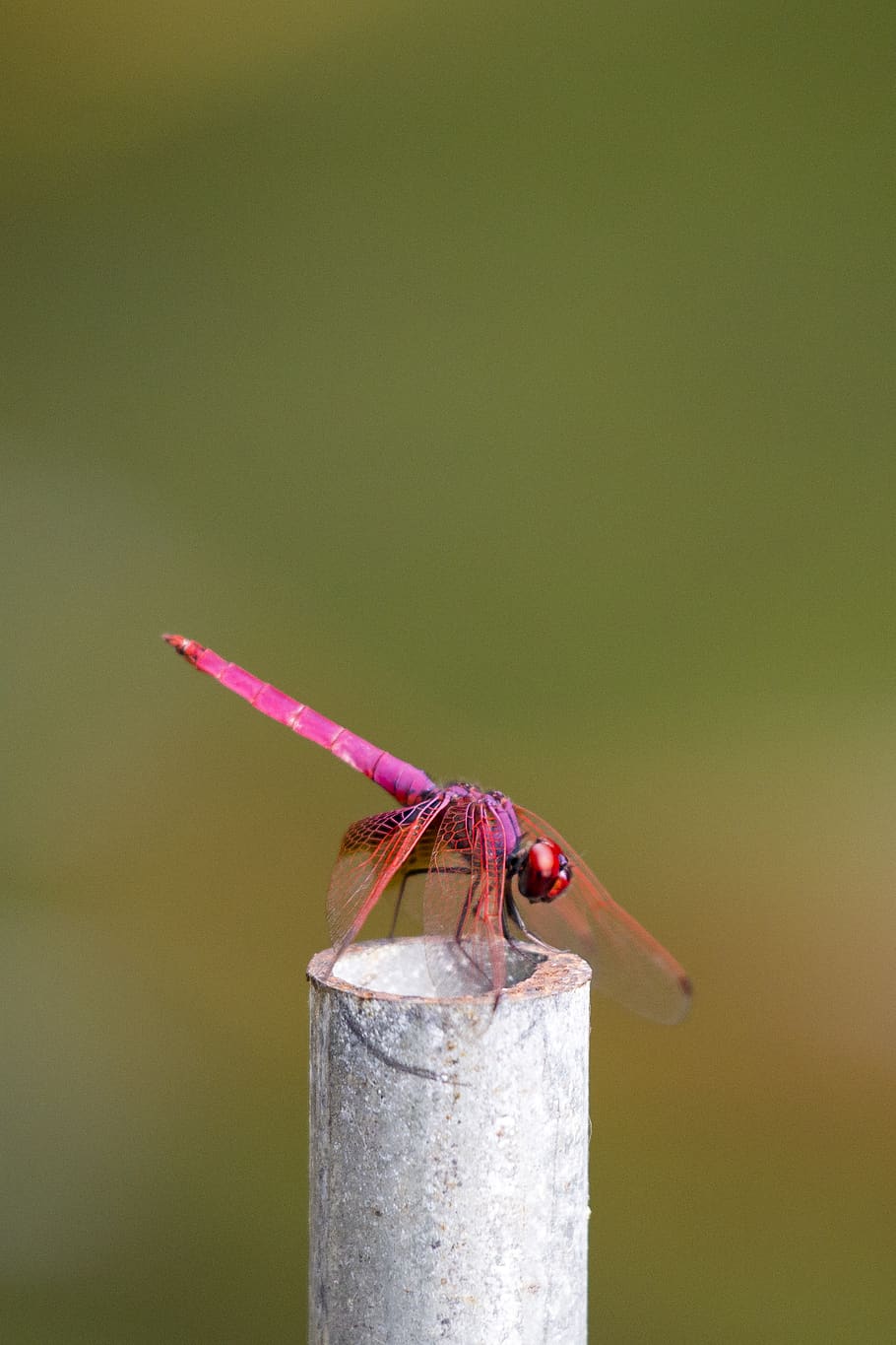 Selective Focus Photography Of Pink Dragonfly Perched , close-up HD wallpaper