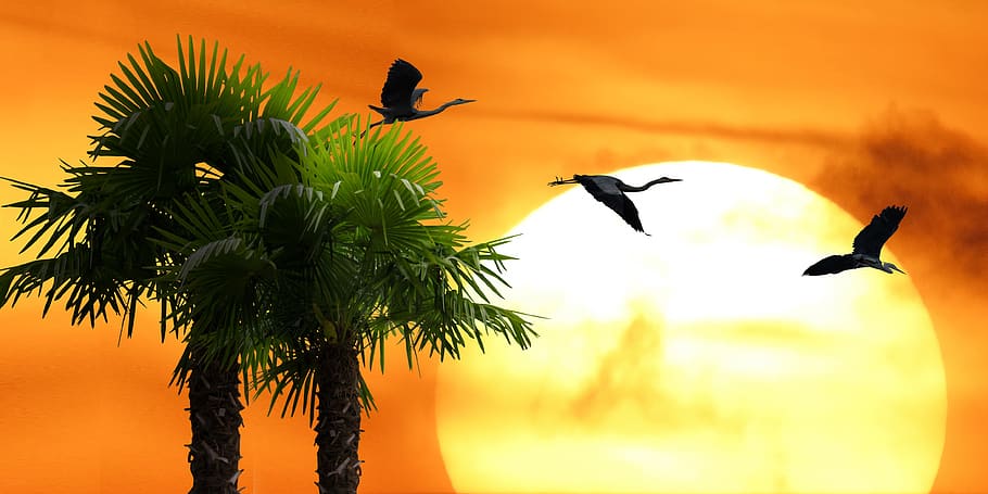 nature, landscape, tree, palm, sun, sunset, sunrise, bird, heron HD wallpaper