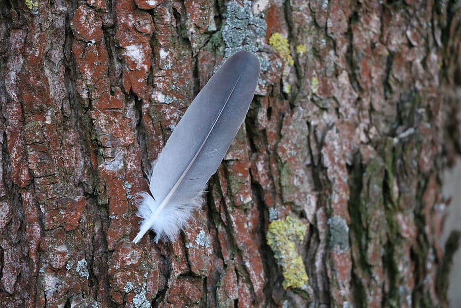 Grey Feather oO Brown Tree, tree bark, tree trunk, no people HD wallpaper