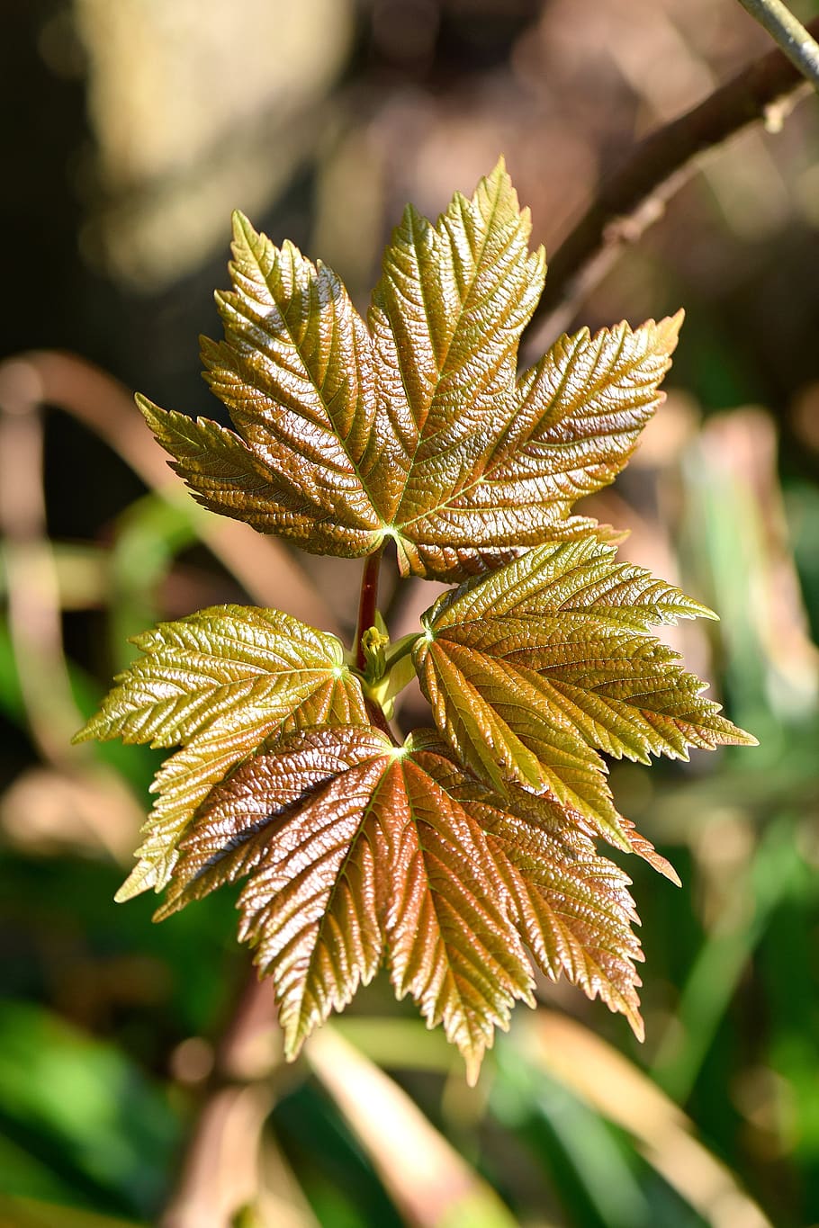 maple, leaf, nature, wood, green, plant, texture, trees, spring HD wallpaper