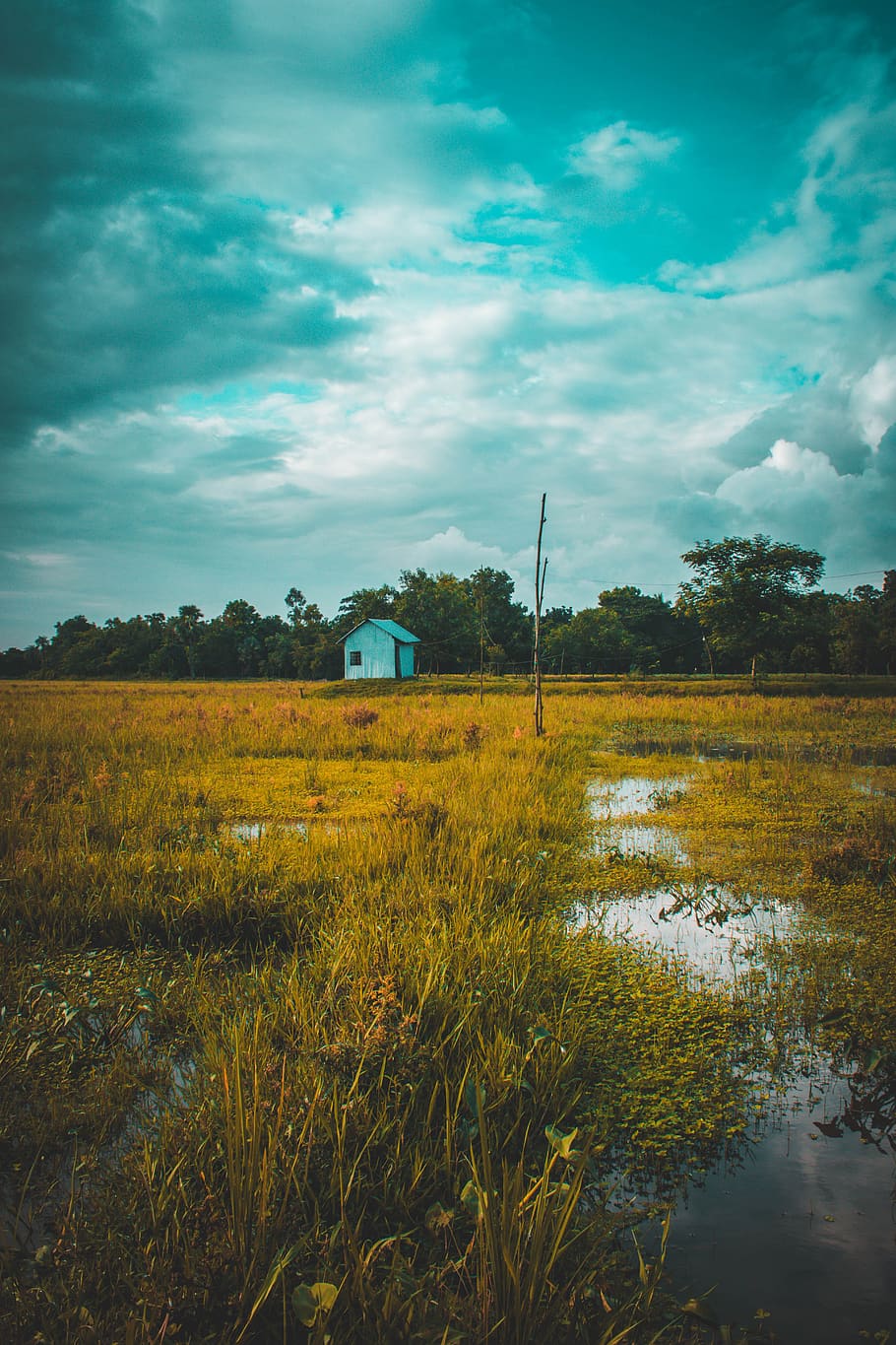 trees, landscape, nature, water, clouds, sky, forest, atmosphere HD wallpaper