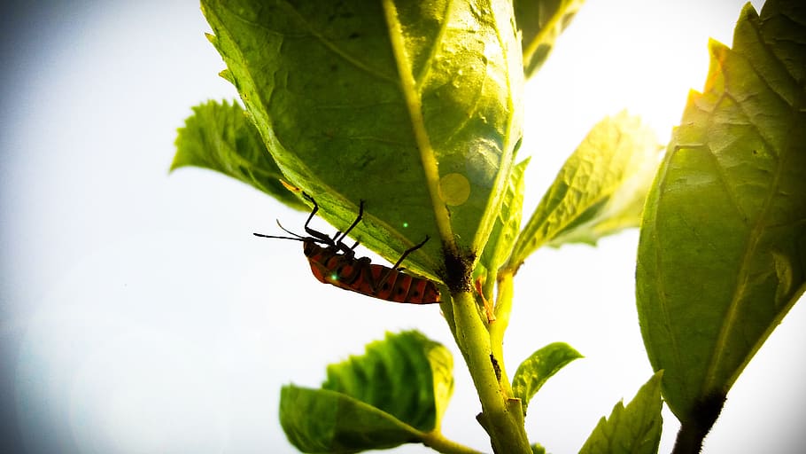 Close Up Photography of Insect on Leaf, beetle, bug, close-up HD wallpaper