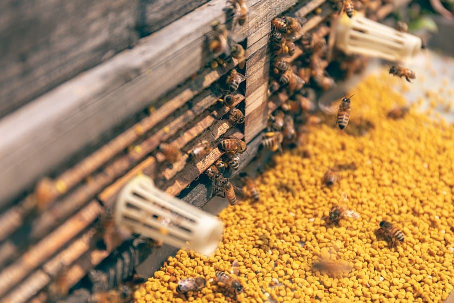 Bees, beehive, bugs, honey, insects, selective focus, abundance HD wallpaper