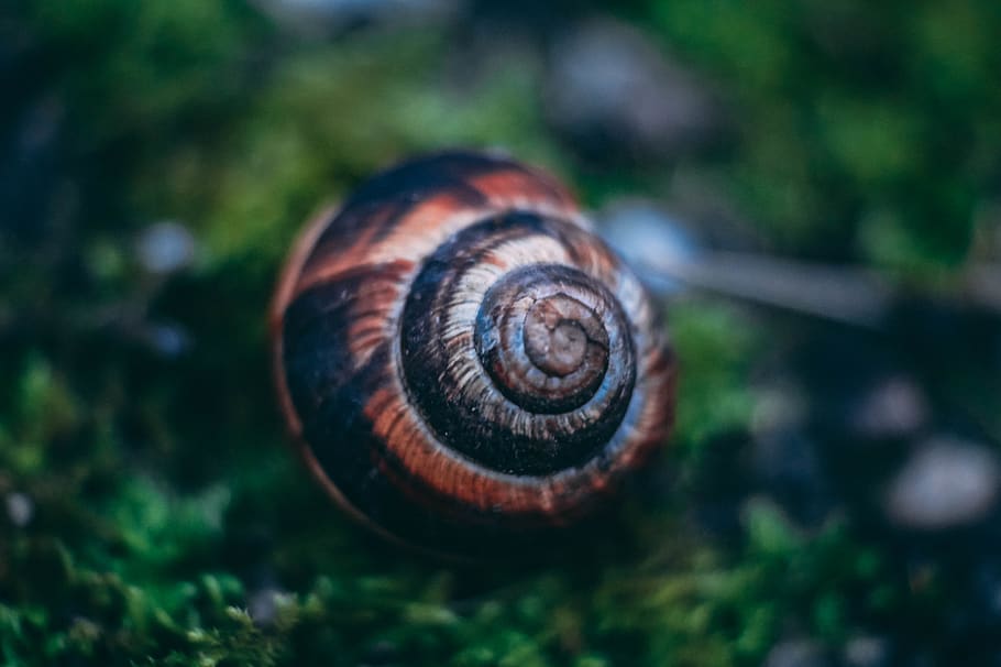 snail, shell, spiral, nature, macro, wallpaper, animal wildlife HD wallpaper