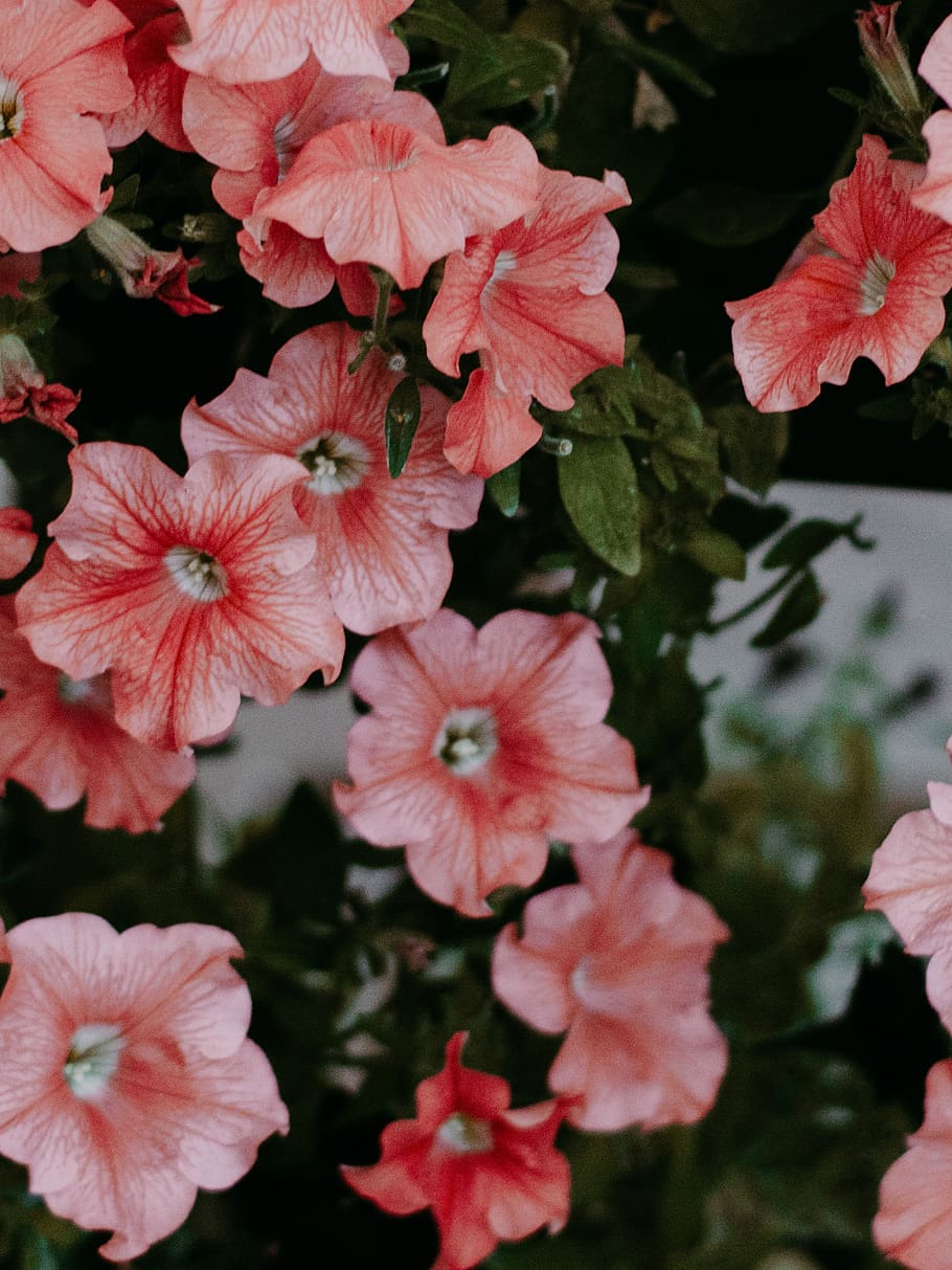 flower, pink, spring, nature, plant, color, beauty, flowering plant HD wallpaper
