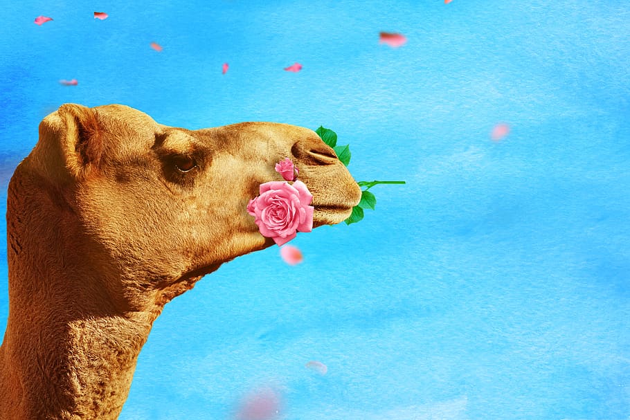 camel, rose, rose flower, background, texture, funny, love, HD wallpaper